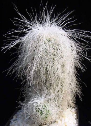 cephalocereus_senilis_1